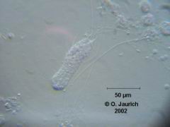 Bauchhärling 600x SB