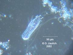 Bauchhärling 600x DF