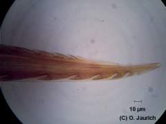 Bienenstachel 600x HF (Dauerpräparat)