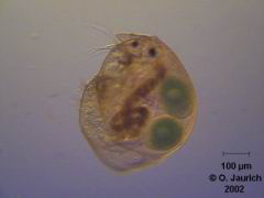 Blattfußkrebs (Zwergkrebschen Alonella) 150x HF, RB, SB