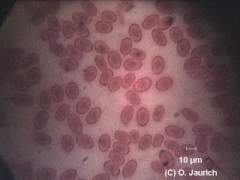 Blutausstrich vom Frosch 600x HF (Dauerpräparat)