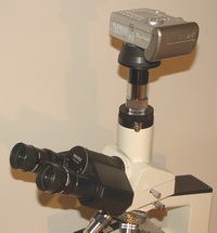 TN_Canon am Mikroskop.JPG