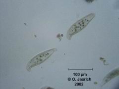 Doppelsichelciliat 300x HF
