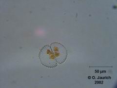 Edel-Zieralge 600x HF