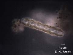 Eingeschnürte Sohlen-Kieselalge, Seitenansicht 600x DF