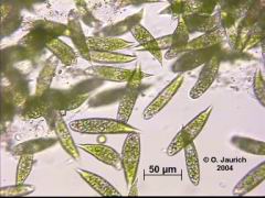 Euglena 670x HF