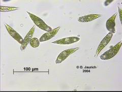 Euglena 670x HF