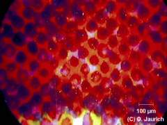 Farbdruck Illustrierte 150x AL