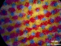 Farbdruck Tageszeitung 150x AL