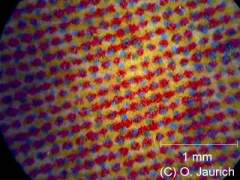 Farbdruck Tageszeitung 60x AL