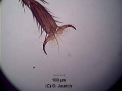 Fliegenfuß 150x HF (Dauerpräparat)