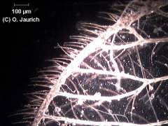 Florfliege Flügel 150x DF