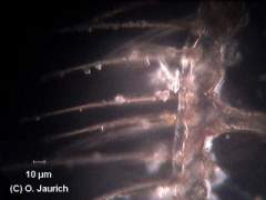 Florfliege Flügel 600x DF