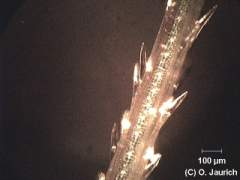 Gerstengranne 150x AL