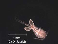 Hüpferling mit Eipaketen 60x DF