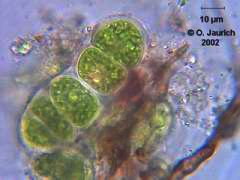 Grünalge Cylindrocapsa involuta 1500x HF