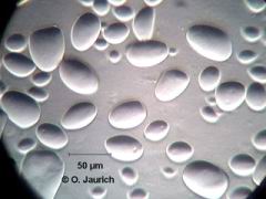 Kartoffelstärke 600x SB