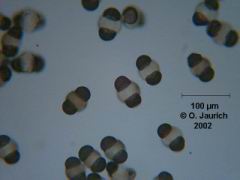 Kiefernpollen 300x HF