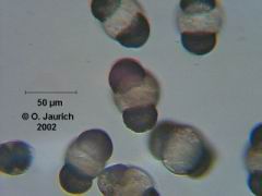 Kiefernpollen 600x HF