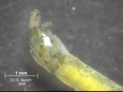 Kiemenwürmchen ohne Schleimhülle, Mundpartie 30x