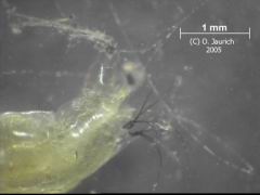 Kiemenwürmchen ohne Schleimhülle, Afterpartie 30x