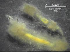 Kiemenwürmchen im Schleimhülle 6,5x 