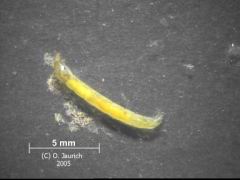 Kiemenwürmchen ohne Schleimhülle 6,5x
