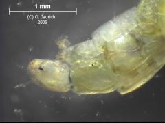 Kiemenwürmchen ohne Schleimhülle, Mundpartie 45x, aus 4 Einzelebenen mit CombineZ5 kombiniert