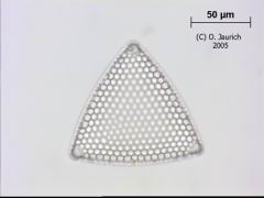 Kieselalge 1100x HF Ebene 2