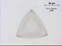 Kieselalge 1100x HF Ebene 3