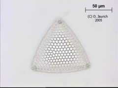 Kieselalge 1100x HF Ebene 4