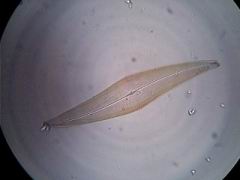 Kieselalge Pleurosigma angulatum 600x HF