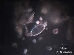 Kreuz-Kieselalge 600x DF