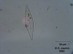 Leier-Kieselalge 600x HF