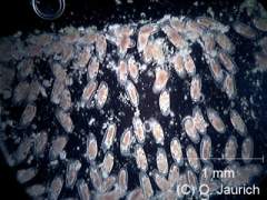 Eiballen der Mücke 60x DF