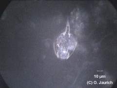 Mützen-Rädertier 600x DF