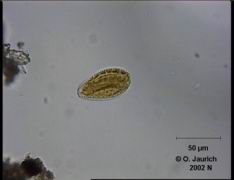 Flügel-Kieselalge 680x HF