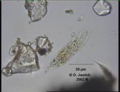 Ciliat Langschwanz 680x HF