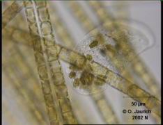 Ciliat Lippenzähnchen 680x HF, Schärfeebene 1