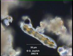 Eingeschnürte Sohlen-Kieselalge (Seitenansicht) 680x DF