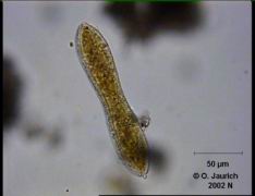 Eingeschnürte Sohlen-Kieselalge (Draufsicht) 680x HF