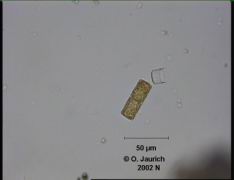 Faden-Kieselalge und leere Gehäusehälfte 680x HF 