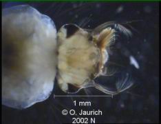 Mückenlarve Kopf 70x DF
