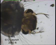 Mückenlarve Kopf 70x HF