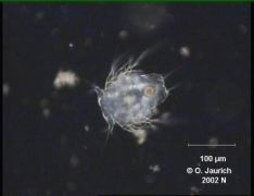 Nauplius-Larve 340x DF