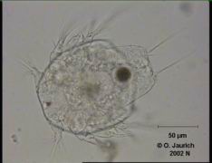 Nauplius-Larve 680x HF