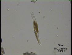 Sigma-Kieselalge 680x HF