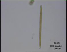 Stab-Kieselalge 680x HF