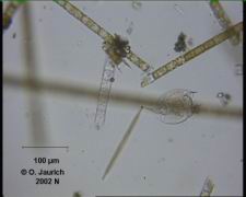 Zipfelpanzer-Rädertier 340x HF