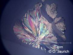 Na-Glutamat zwischen 90° gekreuzten Polfiltern 60x HF, die Kristalle sind recht dick, daher die Unschärfe